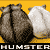 ������ ��� humster
