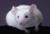 ������ ��� Mice