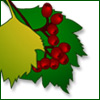 ������ ��� crataegus