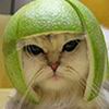 ������ ��� CHIKOTEN