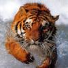 ������ ��� Wild