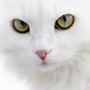 ������ ��� RobbyWhite